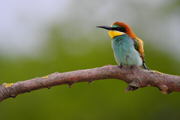European Bee-Eater - Merops Apiaster on a branch , exotic colorful migratory bird