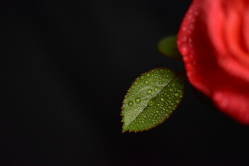 close up of a rose leaf with water drops