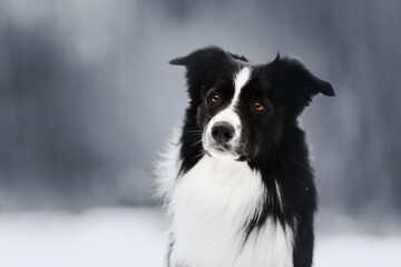 Naklejka na ściany i meble black and white border collie dog posing in winter