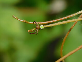 паук на лозе винограда