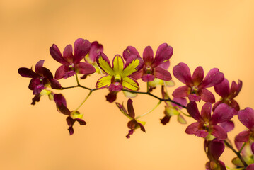 Purple yellow Dendrobium orchid flowers