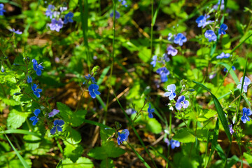 Wild pansy beautiful flowers, floral background