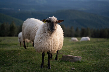 Fototapeta premium sheeps in the mountains in basque country, spain