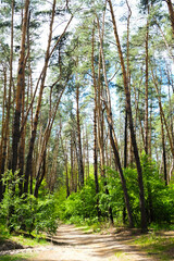 Pine forest, beautiful green landscape