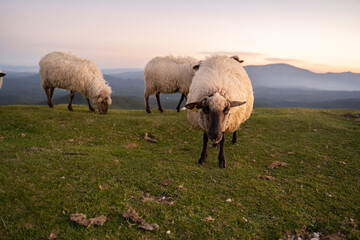 Obraz premium sheeps in the mountains in basque country, spain