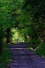 Obraz premium Chemin dans les sous-bois