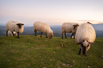 Obraz premium sheeps in the mountains in basque country, spain