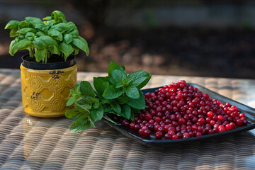 Fresh basil in a pot, ripe cranberries and a green bunch of mint on a black plate. Cooking healthy vegetarian food.