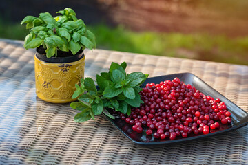 Fresh basil in a pot, ripe cranberries and a green bunch of mint on a black plate. Cooking healthy vegetarian food.