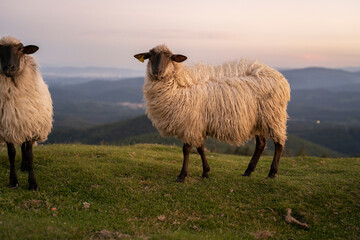 Obraz premium sheeps in the mountains in basque country, spain