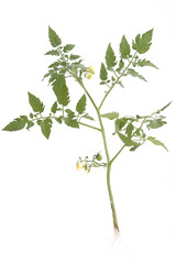 tomato plant with roots and yellow flowers and tomato that is growing