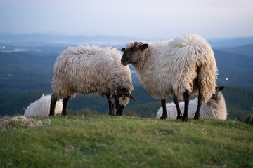 sheeps in the mountains in basque country, spain