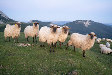 sheeps in the mountains in basque country, spain