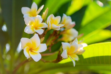 Frangipani flower (Plumeria alba) with green leaves on blurred background. White flowers with yellow at center. Health and spa background. Summer spa concept. Bali, Indonesia
