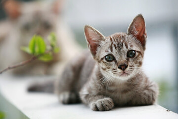 Lovely gray cat sitting at outdoor