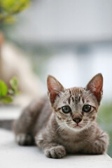 Lovely gray cat sitting at outdoor