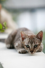 Lovely gray cat sitting at outdoor