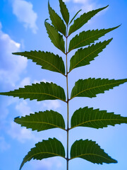 Medicinal neem leaf isolated on blue sky background