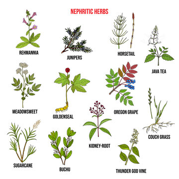 Nephritic herbs for kidney disease