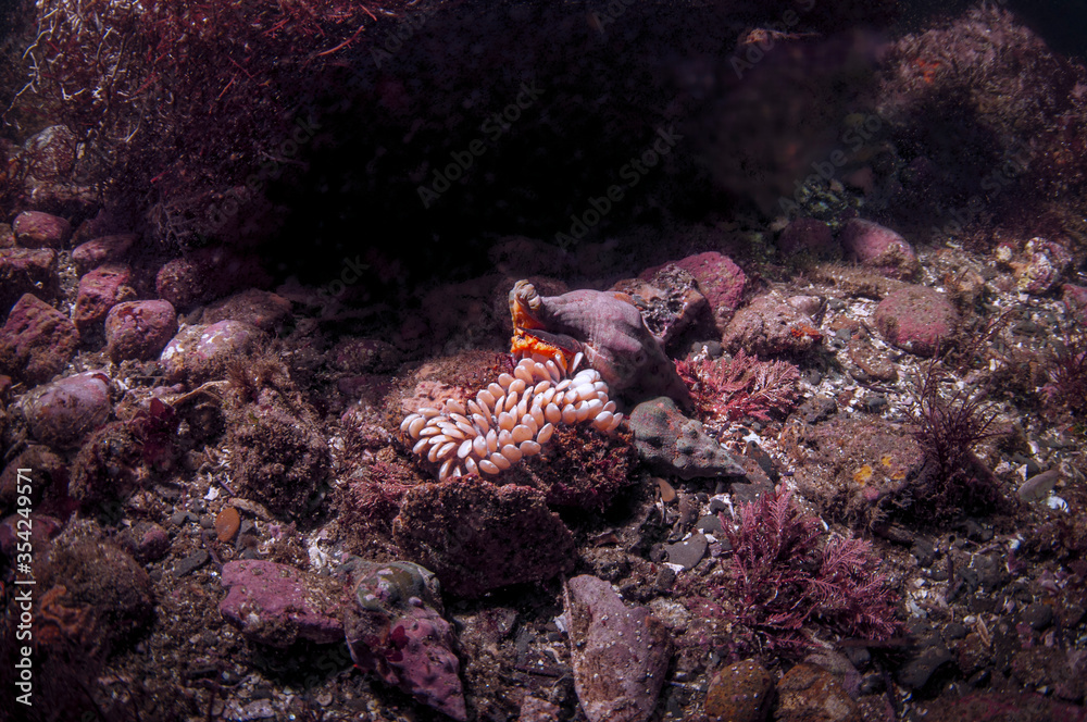 Wall mural Kellet's Whelk laying a clutch of eggs