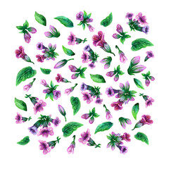 A pulmonaria drawing, lungwort flower elements. A painted wildflower pattern design. A floral watercolor painting illustration isolated on a white background.