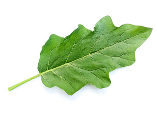 green leaf isolated on white