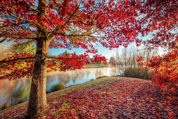 Obraz premium New Zealand - Waikato - Autumn Landscapes