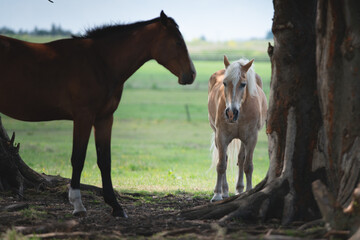 Horses are standing on a hot day to cool off in the shade under a tree, Farm animals, horses are in the pasture