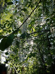 Cherry blossoms in the sunlight