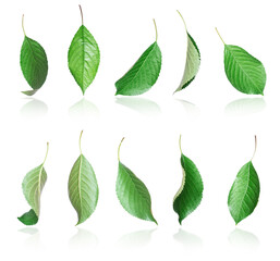 Set of fresh spring green leaves close-up isolated on a white background