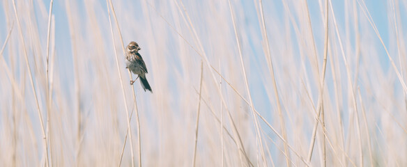 Marsh warbler with food in his beak, sitting among the reeds. Sangvogels, bird background, protected bird species, protected nature area, travel location, Dutch wildlife, beautiful little bird, 