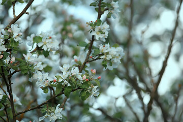 abstract apple tree flowers background, spring blurred background, branches with bloom