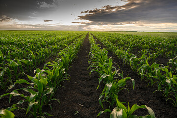Open corn field at sunset.
