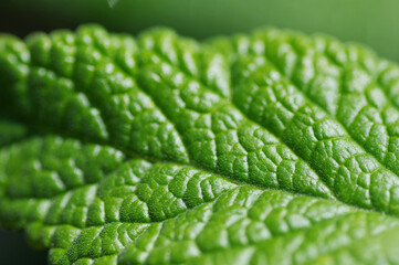 ハーブの葉のアップ