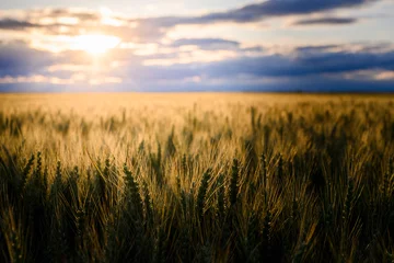 Deurstickers Open wheat field at sunset. © Dusan Kostic