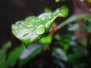 green leaf with water drops