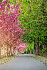 Budapest, Hungary - Blooming pink japanese cherry trees and green chestnut trees at the empty Arpad Toth Promenade (Toth Arpad Setany) at Buda Castle District on a warm, sunny spring morning