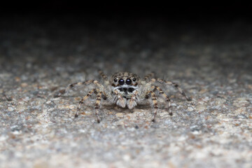 
Spider on the cement ground
