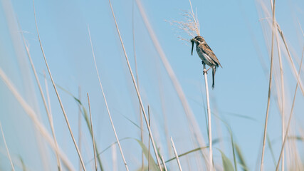 Marsh warbler with food in his beak, sitting among the reeds. Sangvogels, bird background, protected bird species, protected nature area, travel location, Dutch wildlife, beautiful little bird, 
