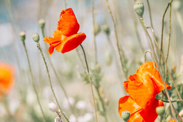 Beautiful wild poppy in the field, blurred background, nature, red flowers,