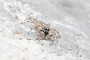 Spider on the cement ground