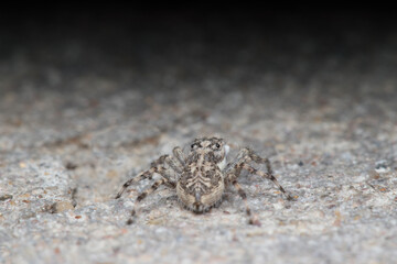 Spider on the cement ground