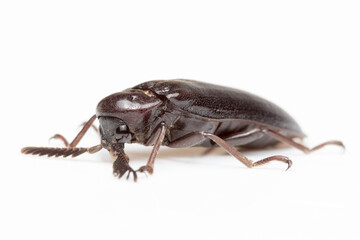 Naklejka premium Bug on white background