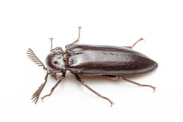 Bug on white background