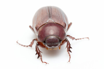beetle on white background