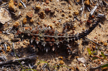 Camouflaged Thorny devil, Moloch horridus, ant-eating lizard in Western Australia, view from above