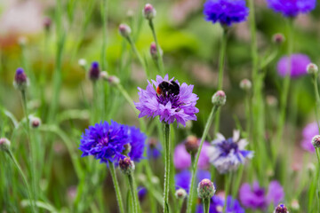 Purple cornflower with bumblebee close-up in selective focus