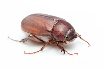 beetle on white background
