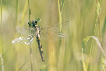 Aeshna viridis, the green hawker, hidden in the grass, protected nature area, travel location,...