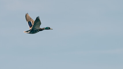 Flying wild ducks, Volgermeerpolder Amsterdam protected nature area, travel location, Dutch wildlife, beautiful flower fields, blue sky in the background, garbage disturbance, Sawa